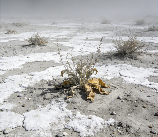 土壤鹽分電導率測定儀